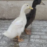 اردک