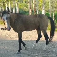 اسب|اسب و تجهیزات اسبسواری|سلماس, |دیوار