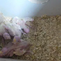 جفت مولدعروس هلندی لونیتیوباپنج جوجه وقفس وتجهیزات