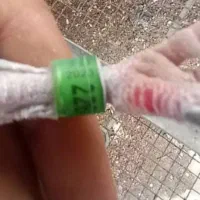 نر پلاکی وارداتی عراق|پرنده|کارون, |دیوار