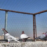 کفتر|پرنده|شیراز, کوشک میدان|دیوار