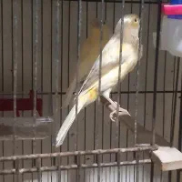 قناری ماده اماده