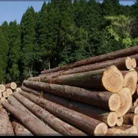 خریدار چوب باغ و درخت