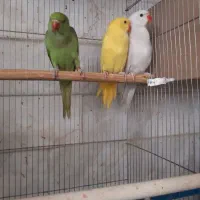 انواع طوطیسانان راهب ملنگو گرینچیک ....|پرنده|قم, انسجام|دیوار