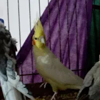 طوطی عروس|پرنده|چمران, |دیوار