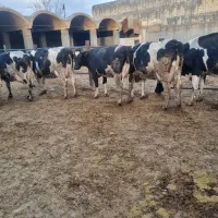 ۳۰رس گاو شری ۵۰درصد آبستن ۲ماه تا ۳ ماه|حیوانات مزرعه|قم, قم نو|دیوار