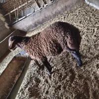 بره نر پای پروار ، قرمز افشاری