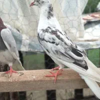 کبوتر|پرنده|ماکلوان, |دیوار