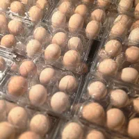 تخم مرغ محلی گلپایگان