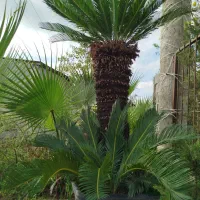 گل سیکاس ریشه کاملا پرس|گل و گیاه طبیعی|خمام, |دیوار