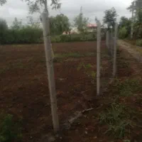 مرغداری ۲۰۰۰قطعه ای با مجوز|فروش دفتر صنعتی، کشاورزی، تجاری|لاهیجان, کوی آزادگان|دیوار