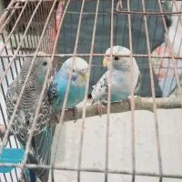 مرغ عشق