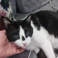 گربه گمشده
