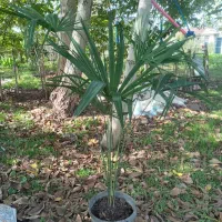 گل تزئینی|گل و گیاه طبیعی|رشت, کوی قدس|دیوار