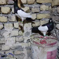 کفتر یهودی سیاه