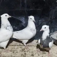 طوقی|پرنده|بن, |دیوار