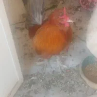 فروش خروس