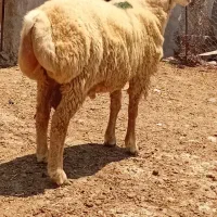 بره قوچ دودندان دامازدخ مغانی جنس خوب