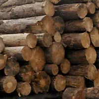 خرید چوپ صنوبر و جنگلی|خدمات باغبانی و درختکاری|لاهیجان, بازکیاگوراب|دیوار