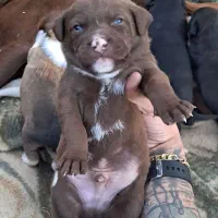 پیت بول آمریکن خط خونی قوی