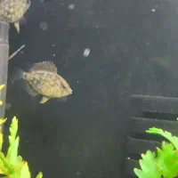 ماهی خوب و کم یاب میخوای بیا اینجا|ماهی|زابل, |دیوار