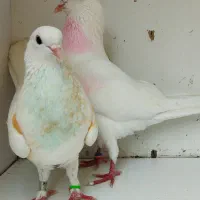 جفت های . ساعت بالا . گرو دولاب . عتیقه