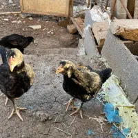 جوجه محلی اصل دورگ