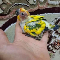 طوطی خورشیدی پشت زرد|پرنده|سنندج, |دیوار