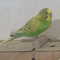 طوطی،قناری،فنج،مرغ عشق