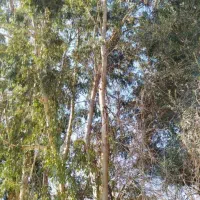 برش وهرس انواع چوب باغی بابالاترین قیمت