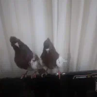 کبوتر|پرنده|بجنورد, |دیوار