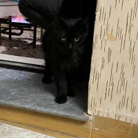 گربه میکس پرشین