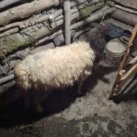 فروش گوسفند  نر وماده وبز|حیوانات مزرعه|لاهیجان, لیل|دیوار