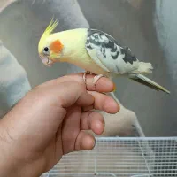 عروس هلندی نر کاملا رام ودستی|پرنده|دوگنبدان, |دیوار