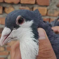 ماده ریش سیاه م خ ا م لوتان|پرنده|چابهار, |دیوار