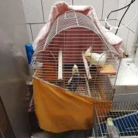 ۳عددعروس هلندی کاملن دستی