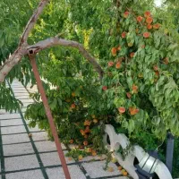 اجاره-تجاری-160متر-واوان