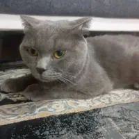 گربه خانگی|گربه|ماهدشت, |دیوار