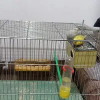 مرغ عشق پروانه ای مولد معاوضه هم دارم