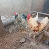 خروس جوان پاپر