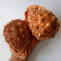 تزینات|ماهی|بندر کنگان, |دیوار