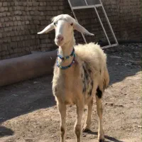 هنوز شیشکی نشده بره قوچ خورده اصل پلنگی