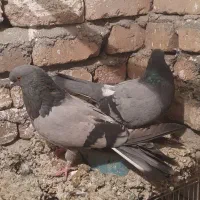 کبوتر|پرنده|بروجرد, |دیوار