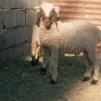 دوتا بره نر