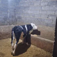 دامداری ۲۵۰ راسی