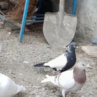 کفترسینه معاوضه