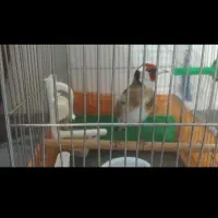 سهره صحرایی چند ماه قفس آب رنگ دار|پرنده|بهار, |دیوار