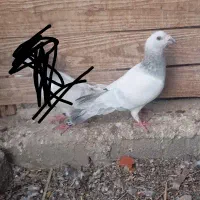 کلاغ|پرنده|بم, |دیوار
