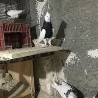 طوقی عالی|پرنده|رباط‌کریم, شترخوار|دیوار