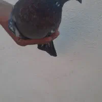 کبوتر|پرنده|چابهار, |دیوار